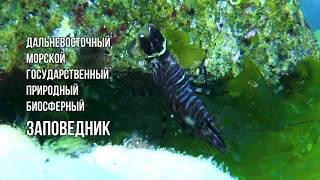 Дальневосточный морской заповедник: что нужно знать?