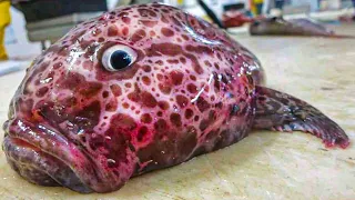 MOST AMAZING LOOKING FISH - You Won’t Believe Actually Exist