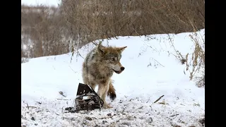 Проверка капканов на волка.(Попалась Патрикеевна)Checking traps for a wolf. (Patrikeevna got caught)