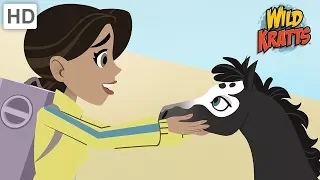 Wild Kratts  - Precious Animals | Kids Videos