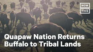 How Bison Restoration Seeks to Heal the Quapaw Nation | NowThis