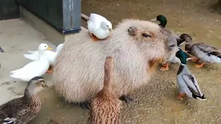Capybaras shape like friends, act like friends, even alligators don't eat them!