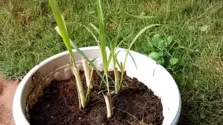 How to Grow Lemongrass from Stalks | Dietplan-101.com