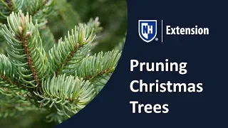 Pruning Christmas Trees