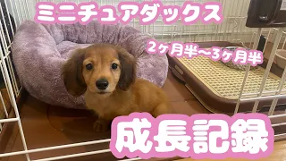 我が家に仔犬がやってきた！【ミニチュアダックスフンド2ヶ月半〜3ヶ月】