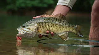 FLY FISHING for BIG River SMALLMOUTH | EPIC Bass Fishing