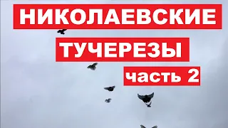 В гостях у Комаренко Сергея ЧАСТЬ 2. Николаевские голуби и курочки