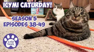 ICYMI Caturday! * Lucky Ferals S5 Episodes 38 - 49 * Cat Videos Compilation