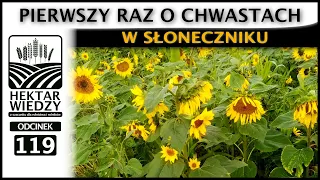 PIERWSZY RAZ O CHWASTACH W SŁONECZNIKU | ODCINEK 119