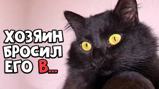 Спасение побитого кота. Котик ищет дом / SANI vlog