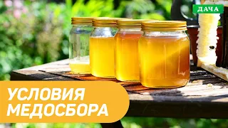 Условия медосбора. Какие факторы влияют на медосбор?