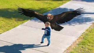 This Eagle Suddenly Took Away Old Man's Grandson, The Reason Left Everyone In Shock