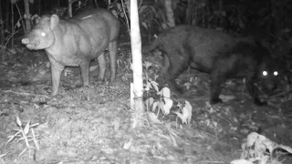 ONÇA PRETA ATACANDO ANTA, DO NADA ELA APARECEU NA ESCURIDÃO, CENA SURPREENDENTE