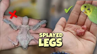 The Complete Guide to Budgie Splayed Legs