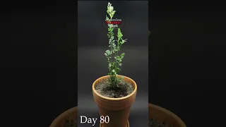 Growing CILANTRO (coriander) in 95 days  - Timelapse #shorts