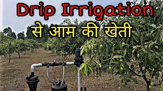 Drip Irrigation used for Mango cultivation