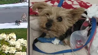 Watch this tiny terrier save her 10-year-old owner from an aggressive coyote