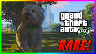 GTA 5 PS4 & Xbox One - "PLAY AS A KILLER DOG" - NEW Peyote Plant Locations! (GTA V Xbox One)