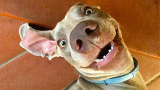 Funniest Animal Videos - FORGET STRESS and LAUGH HARD with Funny Animal's😄☺A Day Full Of Laughter