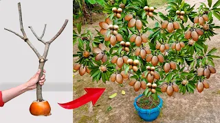 Technique for propagating sapodilla plants with ripe bananas for super germination and rooting