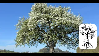 alte Obstbäume schneiden - schwaches Wachstum korrigieren - Streuobstwiese