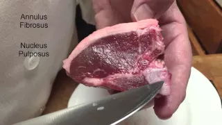 Learn Anatomy Play With Your Food Lamb Chop