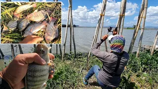 QUALITY ANG MGA TILAPIA NG LAGUNA LAKE w/ @kabiwastv2053