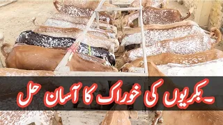 Easy Solution of Goats Feed. #goatfarminginpakistan #goatfarming #majidshabbir