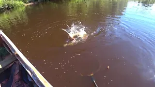 Поехали в Тайгу на рыбалку, поймали хозяина реки и чуть не встретились с хозяином леса!