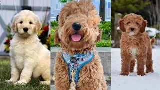 Goldendoodle | Funny and Cute dog video compilation in 2022