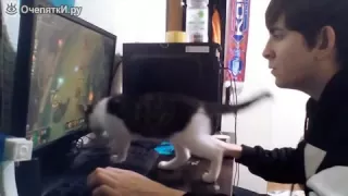 Когда кот мешает играть в комп