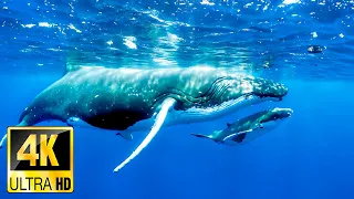 4K Underwater Wonders (ULTRA HD) 🐠 The Best 4K Sea Animals for Relaxation | Deep Sleep Music