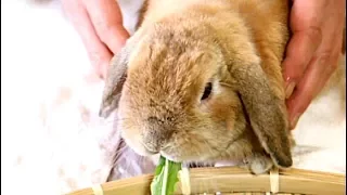 たんぽぽ大好きウサギ(チャップ・ダンダンウー)　The rabbit by which a dandelion is a favorite