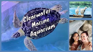 Clearwater Marine Aquarium 2023 - It's worth a visit!