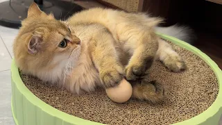 Can I get my eggs back? Give the cat an egg. How does the cat react?Cute and funny cat