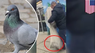 Caught on camera: Pigeon thief traps live birds, stuffs them into bag to take home - TomoNews