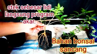 Stek Bahan Bonsai Sancang Sebesar Lidi..Langsung Program Akar.