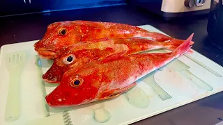 Beautiful Red Gurnard - Catch Clean Cook , How Many Fish Species of Fish