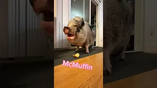 McMuffin needs an Apple. #trending #piggy #pets #pig #mcmuffinThePig