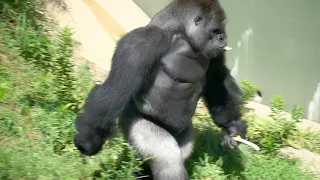 Giant Male Gorilla Doesn't Obey Keeper's Directions | Shabani