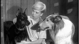 Lassie -  Episode #62 - "War Dog" - Season 2, Ep. 36 - 5/13/1956