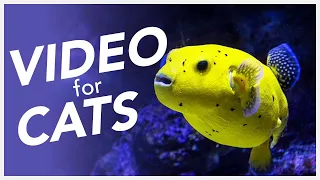 [No Ads] Cat TV 📺 - 20 Hour Underwater Diving Video for Cats - Sea Exploration 🐟