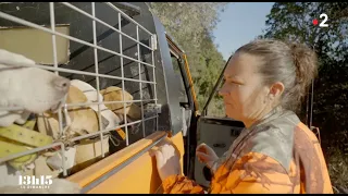 Chasse au Sanglier en Corse avec Angélique Ciucci reportage France2