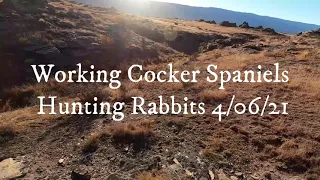 Working Cocker Spaniels Hunting Rabbits