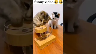 Funny Animals videos 2023 Best Dogs And Cats videos 😺🐕🤩 Part 39