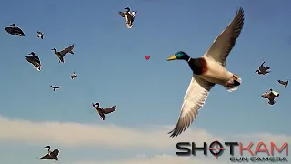 Duck Hunting Highlights - with a Shotkam