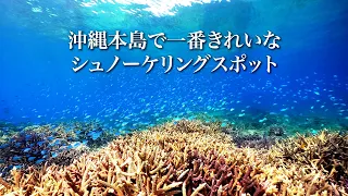 沖縄本島で一番綺麗なシュノーケリングスポット、瀬底島。サンゴ盛り盛り。デバスズメダイ群れ群れ。