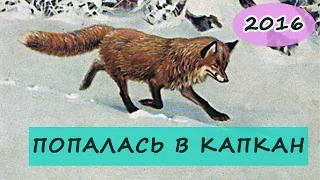 ОХОТА НА ЛИСУ 2016, КАПКАН НА ЛИСУ, СМЕРТЬ ЛИСЫ,