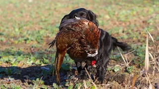 Walked Up Rough Shooting for Pheasants with Spaniels