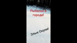 Злые окуни в черте города!           Киров!